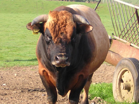 stoere stier