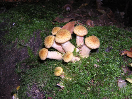 honingzwammetjes