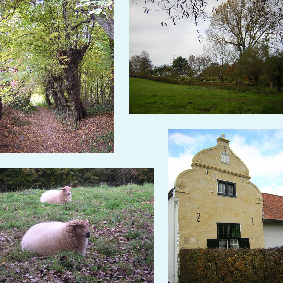 haagbeuken, idyllisch beekdal, schapen, Terstraten