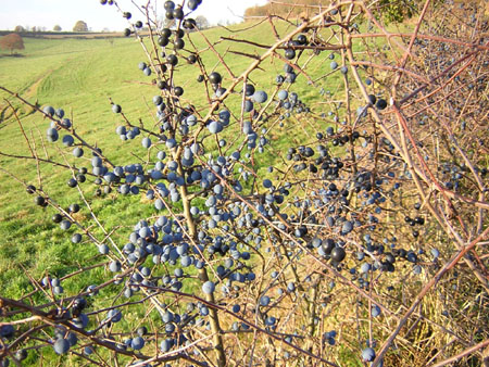 herfstkleuren