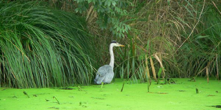 een blauwe reiger in de groene soep