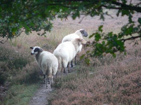 schapen op de Gasterense Duinen