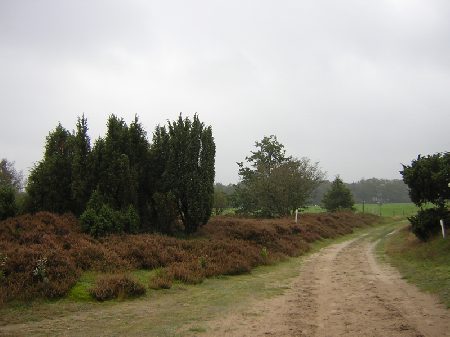 mooie groep jeneverbessen