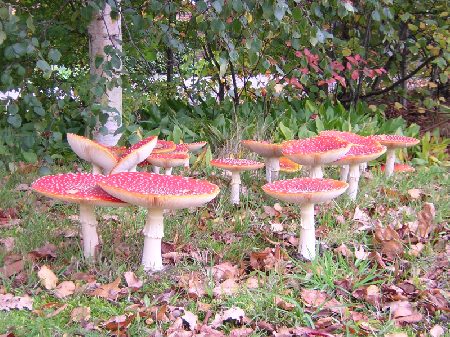 een woud van vliegenzwammen