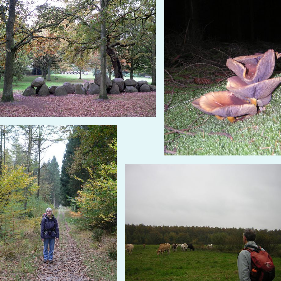 de hunebedden van Rolde, fraaie paddenstoelen, op weg in het bos, vee in de wei