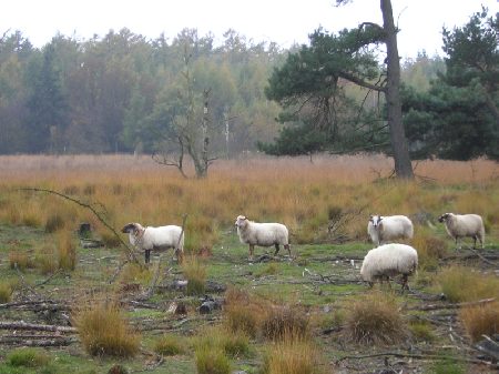 de heide wordt kort gehouden