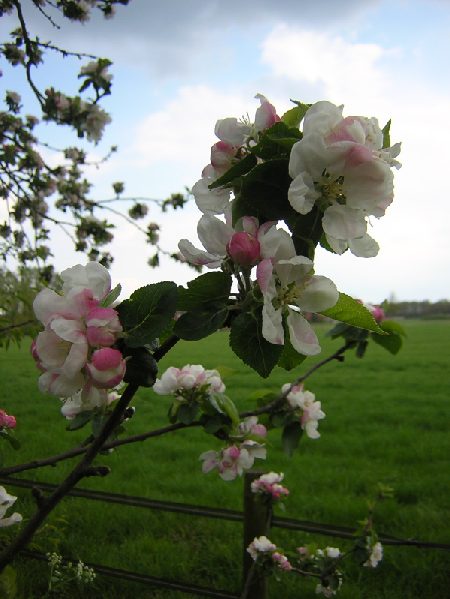 een goed fruitjaar op komst