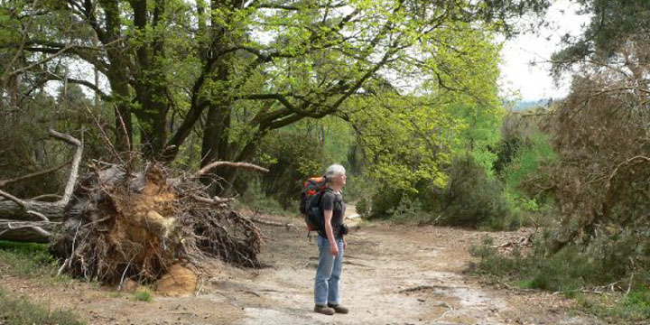 op de Sallandse Heuvelrug