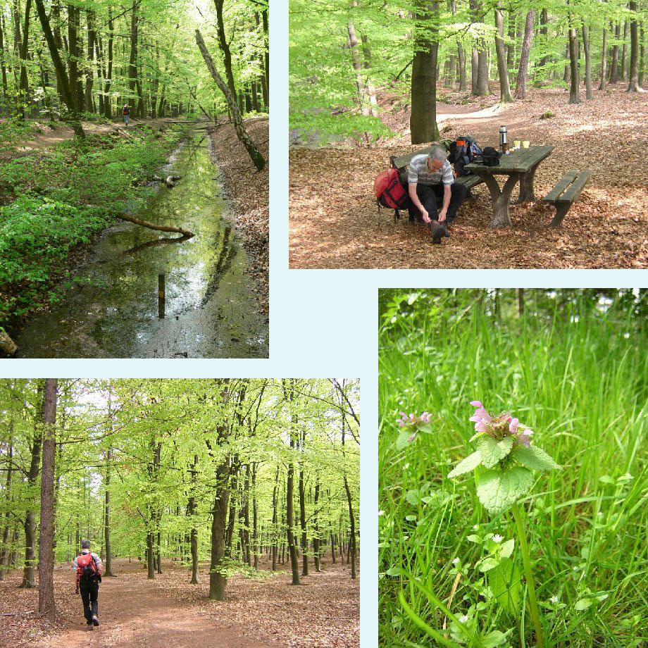 langs het water, schoenen strikken, door het beukenbos, gewoon een mooie dovenetel