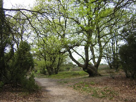 mooi op de Sallandse Heuvelrug