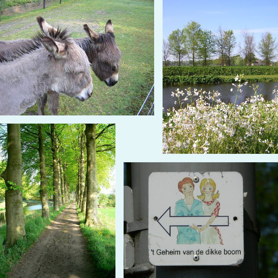 ezeltjes, bloemen langs de waterkant, beukenlaan, in de buurt van Laren