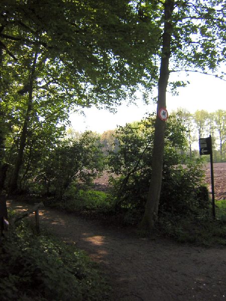 het pad naar de dikke boom