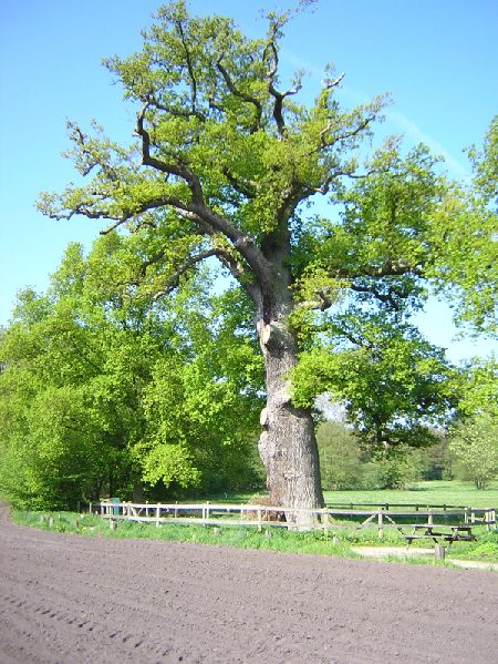 de dikste eik van Nederland