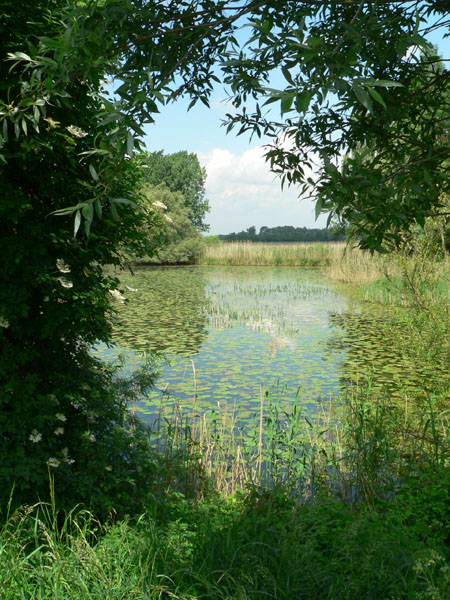 prachtig wiel in de Ooijpolder