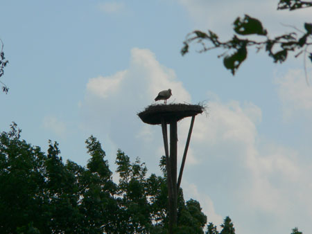 ooievaarsnest bij Zyfflich