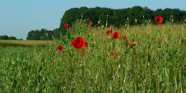 klaprozen bij Bredeweg