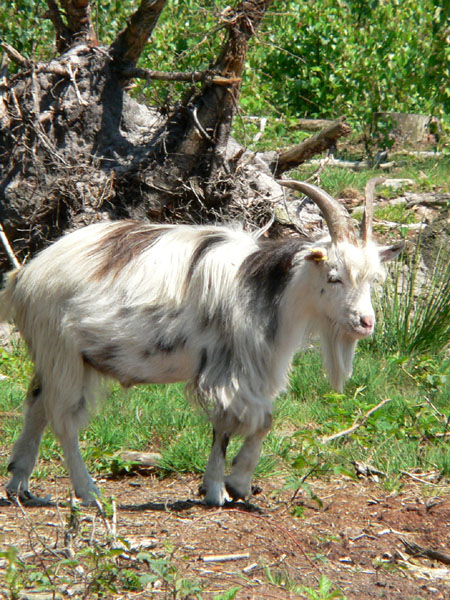 ook een bok is 'grote grazer'