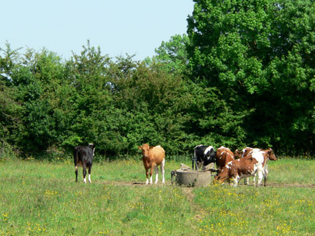 tussen de heggen heeft de tijd stilgestaan