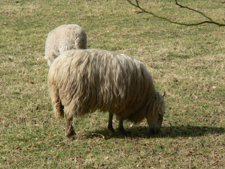 een echt mergellandschaap
