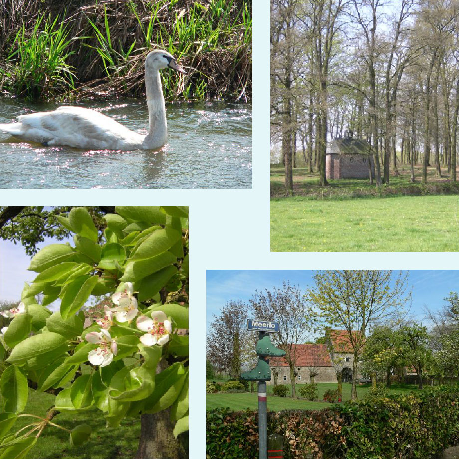 halfwas zwaan, kapel van St. Goar, fruitboom in bloei, het Kasteelke in Meerlo