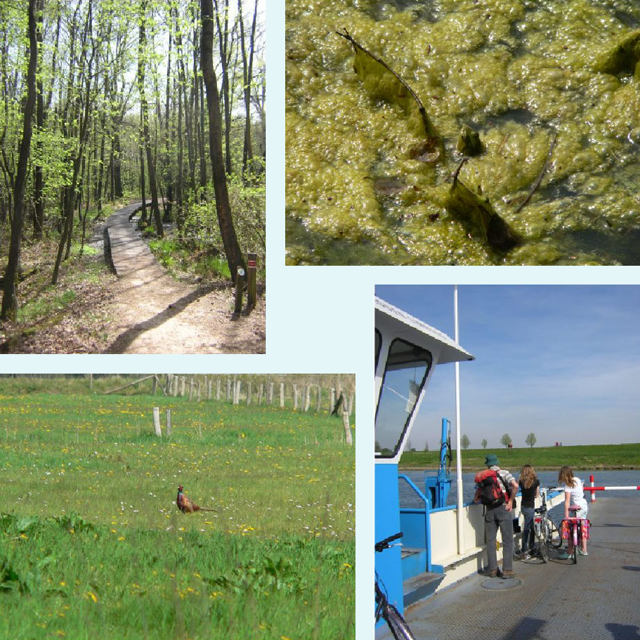 knuppelbrug in de Schuitwaters, kikkersoep, meneer fazant, veer over de Maas