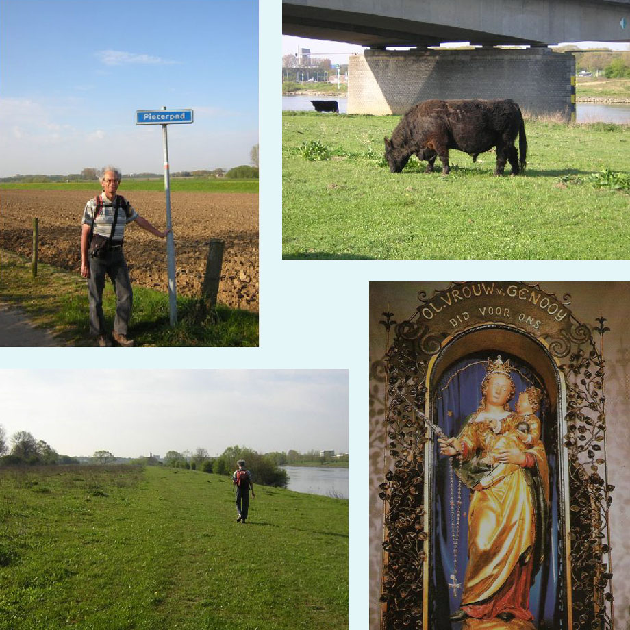 een echt Pieterpad, grote grazer in de uiterwaarden, Venlo in de verte, OL Vrouw van Genooi