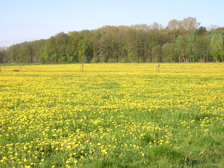 weilanden vol paardenbloemen