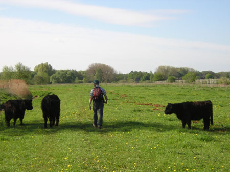ook hier grote grazers