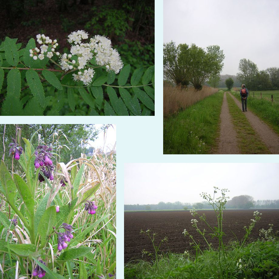lijsterbes, op weg naar Isenbruch, smeerwortel, fluitenkruid