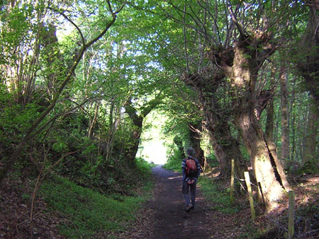 kleine paadjes met knotwilgen