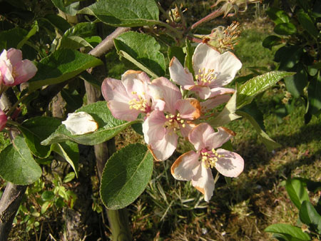 de appelbomen zijn bijna uitgebloeid