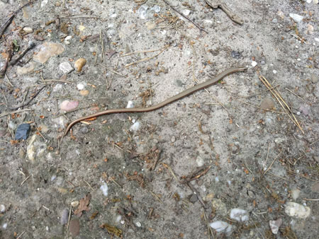 hazelworm