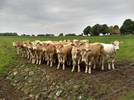 nieuwsgierige koeien