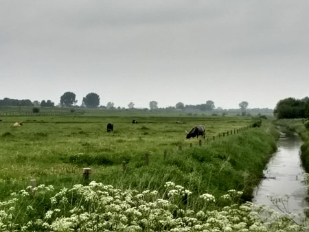 grote grazers
