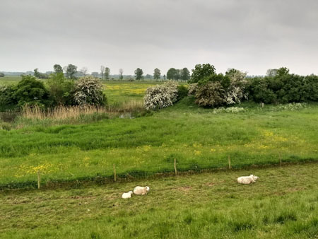 schapen bij Keent