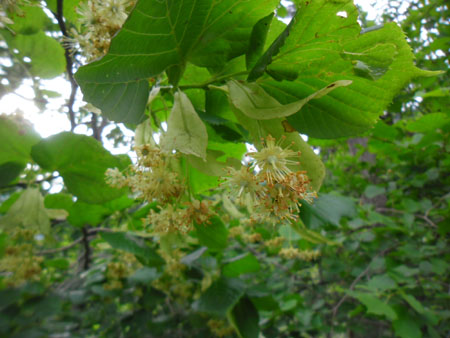 geurige lindebloesem