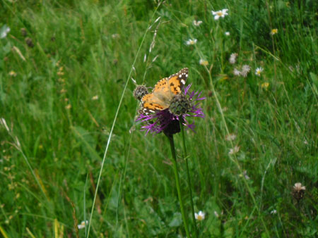 distelvlinder op centaurie