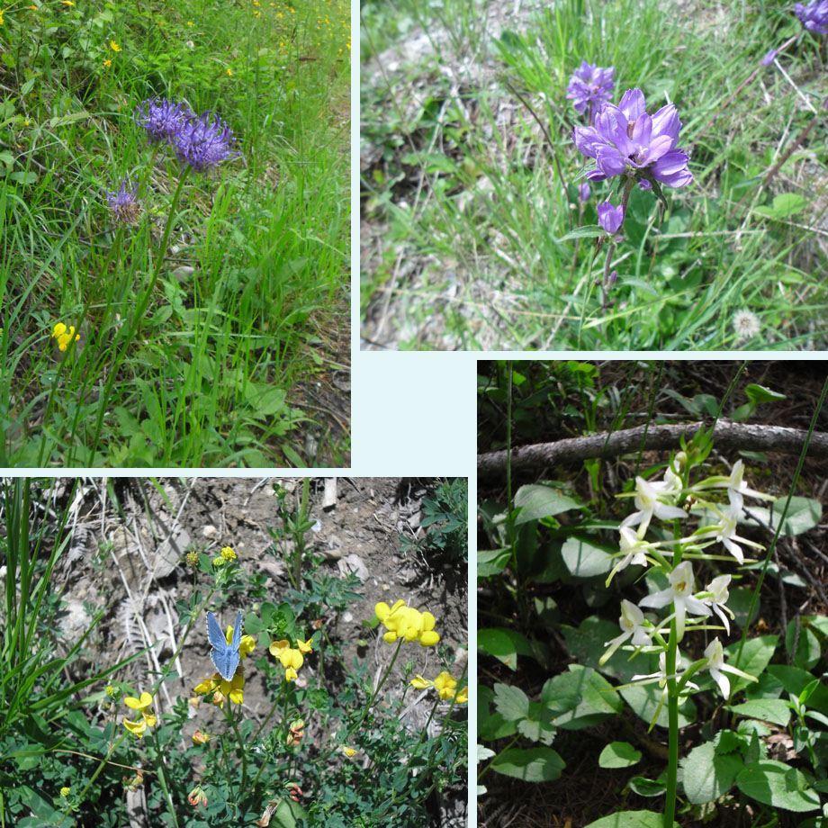 rapunzel, kluwenklokje, blauwtje, nachtorchis