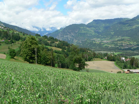 akker met peulvruchten en graan