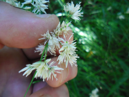 sneeuwwitte veldbies