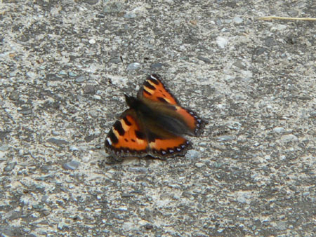 kleine vos zoekt de warmte