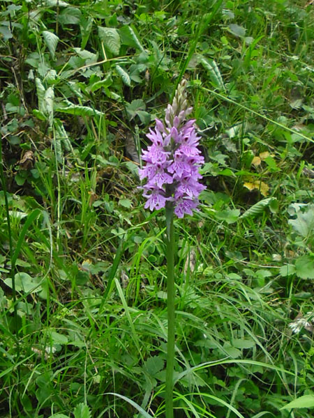 gevlekte orchis