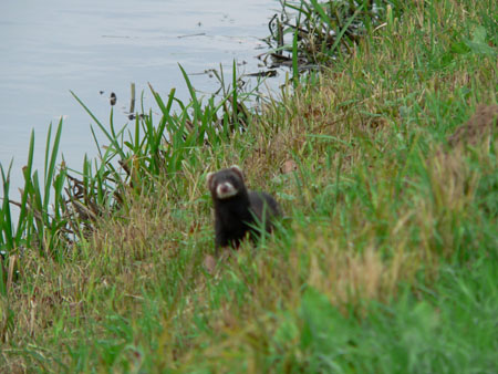 bunzing langs de Loolee