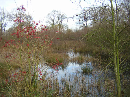 meanders van de Mosbeek