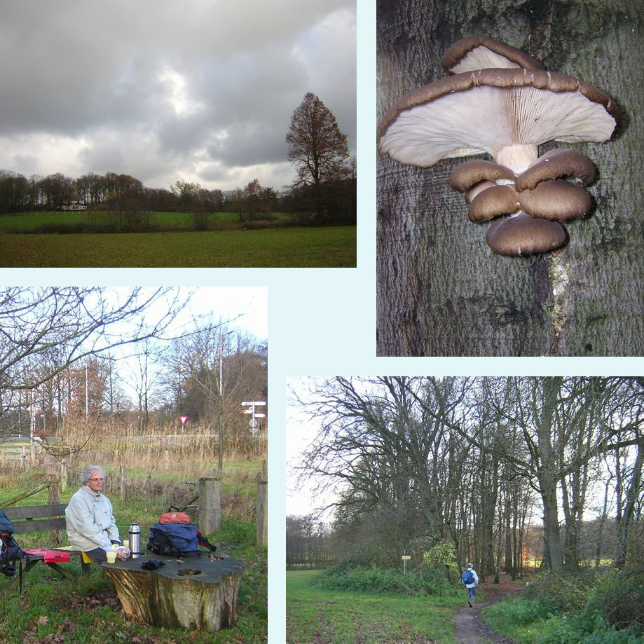 op de Hakenberg, oesterzwammen, pauze, Elfterheurne