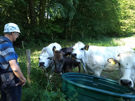 nieuwsgierige koeien