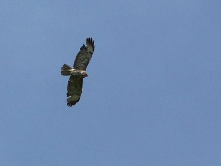 een van de vele buizerds