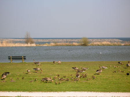 jonge gansjes