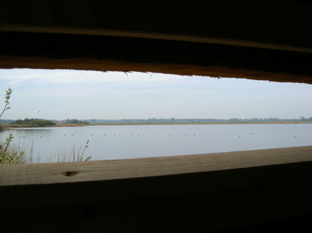 volop watervogels