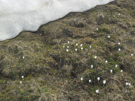 waar de sneeuw smelt, komen de crocussen